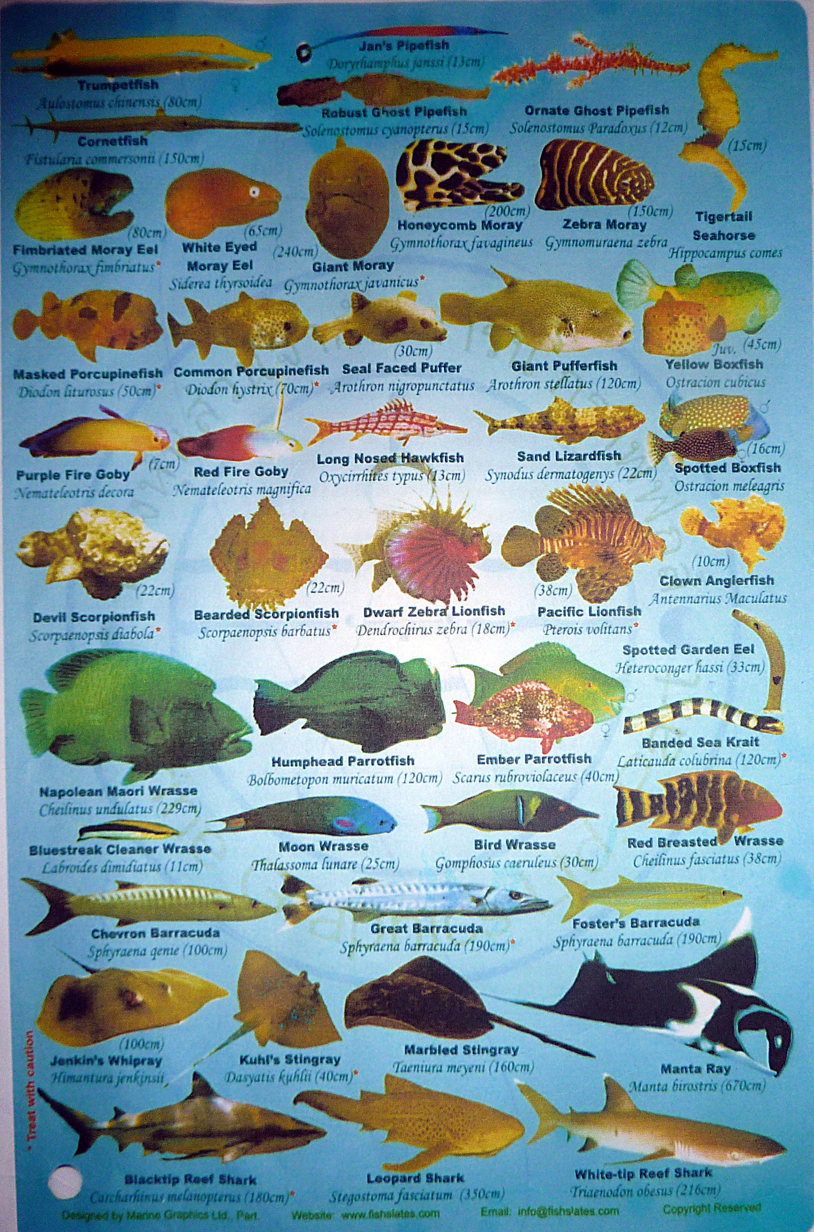 2011 - 03 - Faune et flore aquatique asie du sud est 1